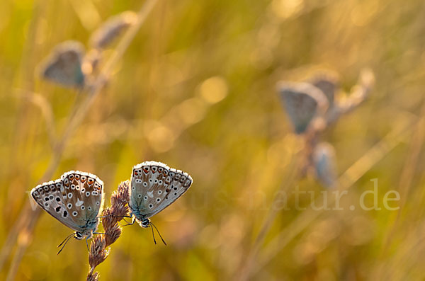 Silberbläuling (Polyommatus coridon)