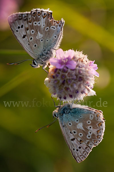 Silberbläuling (Polyommatus coridon)