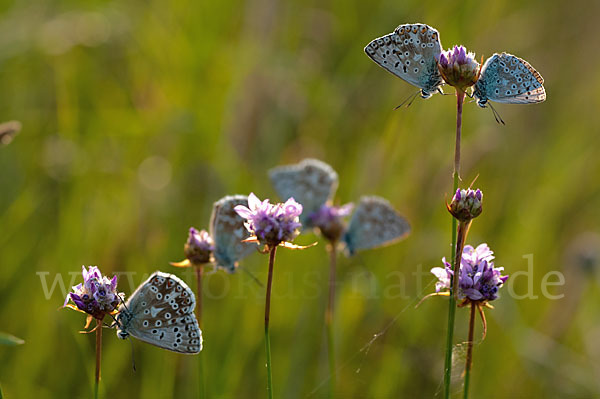 Silberbläuling (Polyommatus coridon)