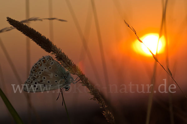 Silberbläuling (Polyommatus coridon)