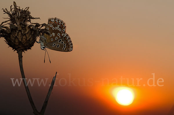 Silberbläuling (Polyommatus coridon)