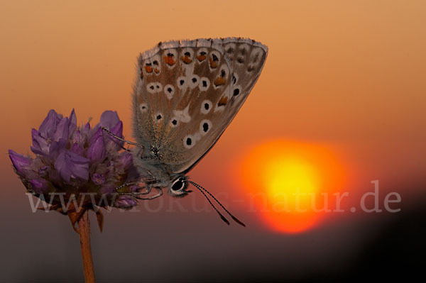 Silberbläuling (Polyommatus coridon)