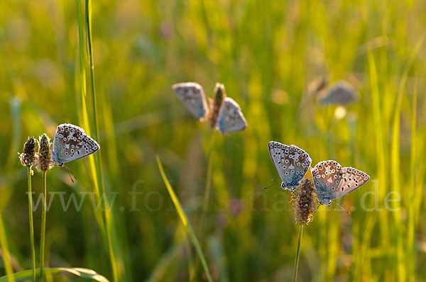 Silberbläuling (Polyommatus coridon)