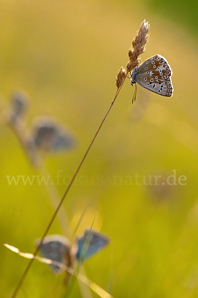 Silberbläuling (Polyommatus coridon)