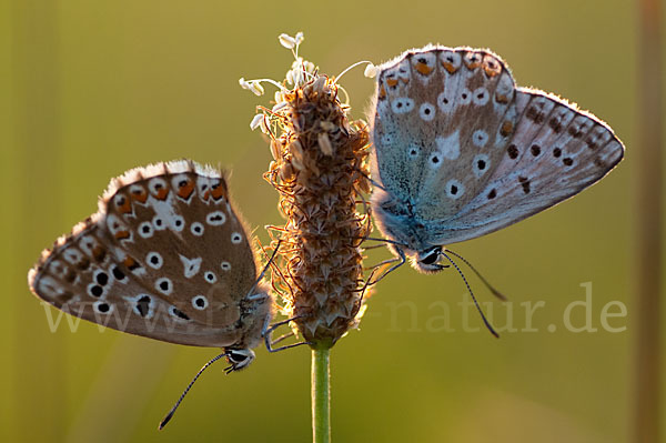 Silberbläuling (Polyommatus coridon)