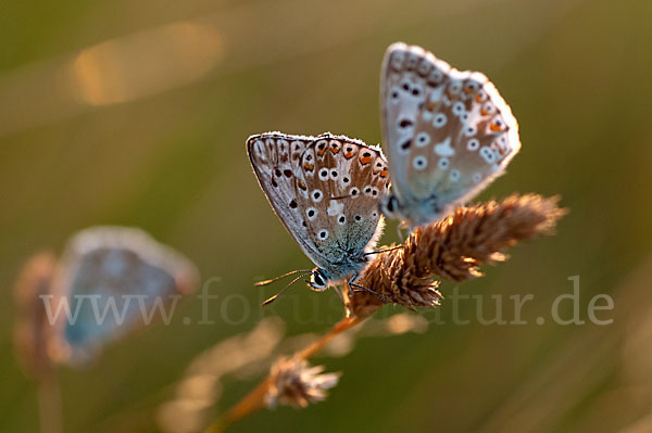 Silberbläuling (Polyommatus coridon)