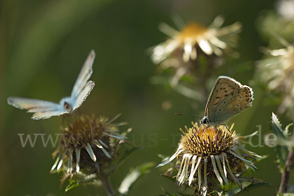 Silberbläuling (Polyommatus coridon)