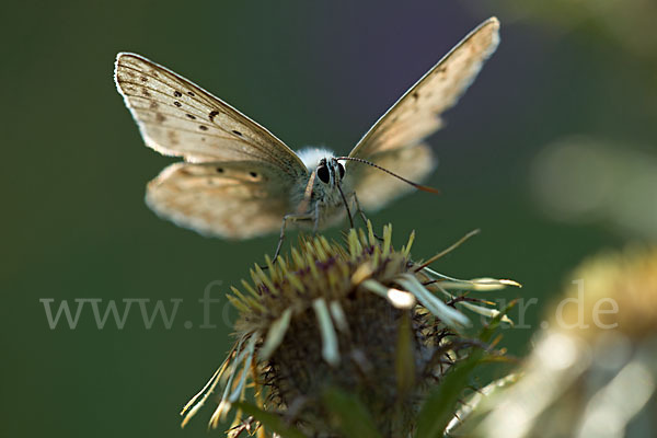 Silberbläuling (Polyommatus coridon)