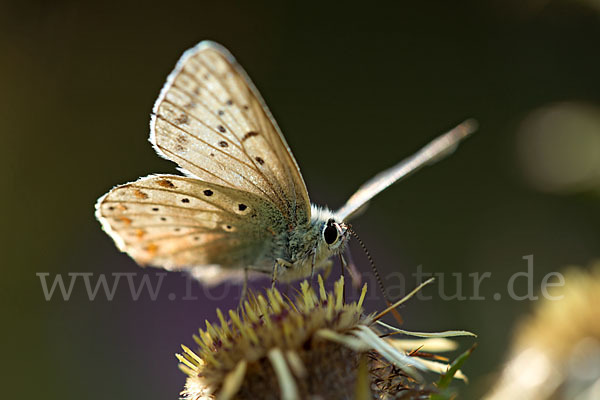 Silberbläuling (Polyommatus coridon)