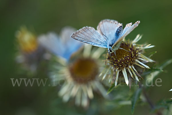 Silberbläuling (Polyommatus coridon)