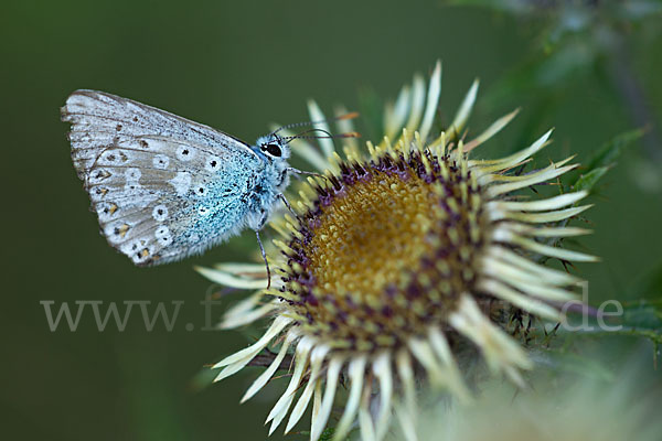 Silberbläuling (Polyommatus coridon)