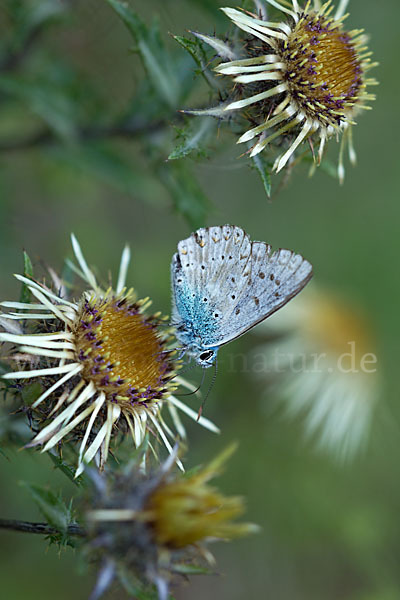 Silberbläuling (Polyommatus coridon)