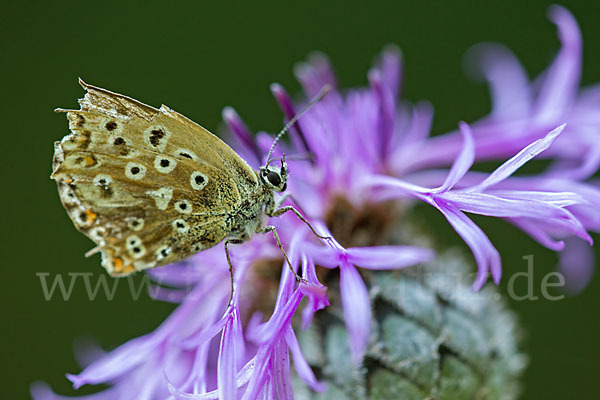 Silberbläuling (Polyommatus coridon)