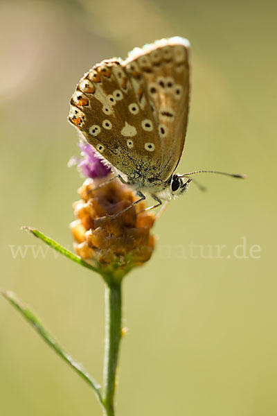 Silberbläuling (Polyommatus coridon)