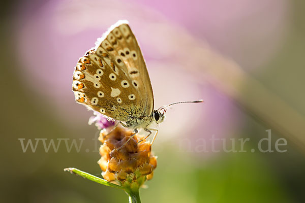 Silberbläuling (Polyommatus coridon)