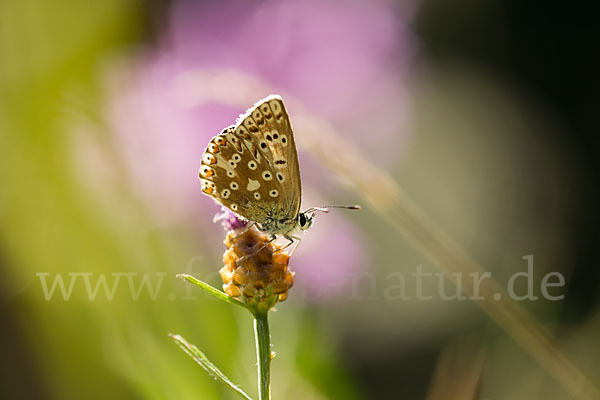 Silberbläuling (Polyommatus coridon)