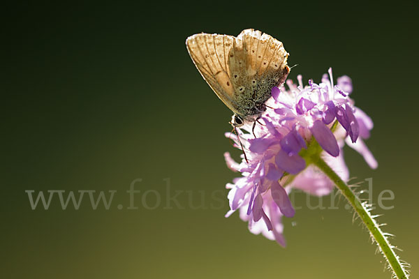 Silberbläuling (Polyommatus coridon)