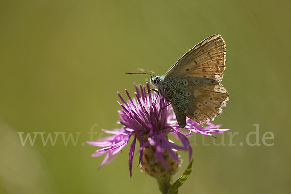 Silberbläuling (Polyommatus coridon)