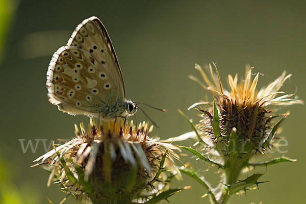 Silberbläuling (Polyommatus coridon)