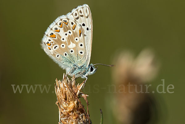 Silberbläuling (Polyommatus coridon)