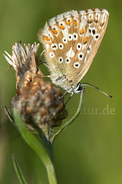 Silberbläuling (Polyommatus coridon)