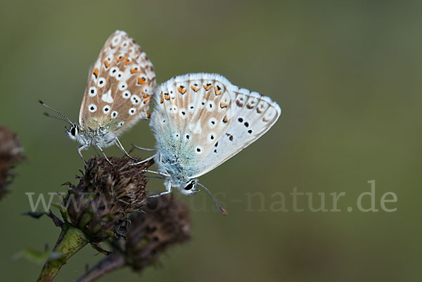 Silberbläuling (Polyommatus coridon)