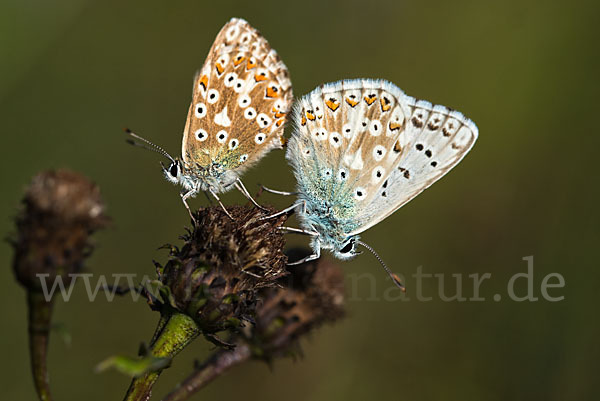 Silberbläuling (Polyommatus coridon)