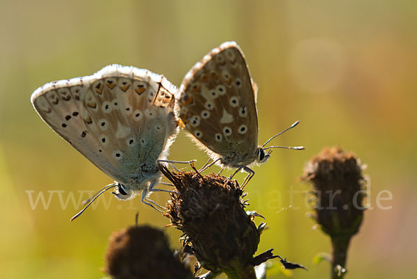 Silberbläuling (Polyommatus coridon)