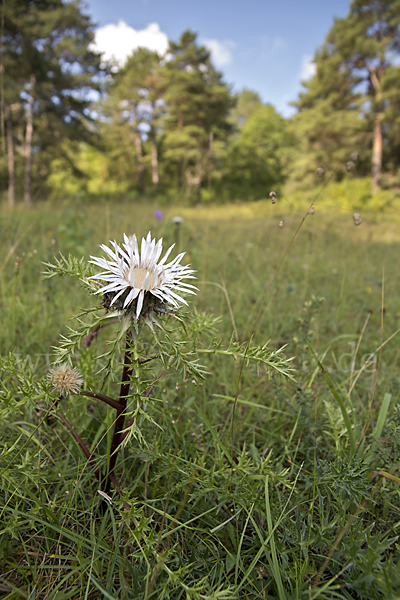 Silberdistel (Carlina acaulis)