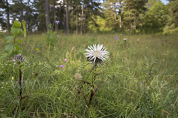 Silberdistel (Carlina acaulis)