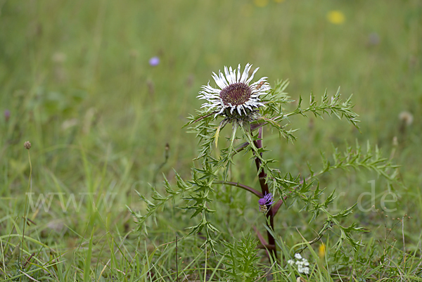 Silberdistel (Carlina acaulis)