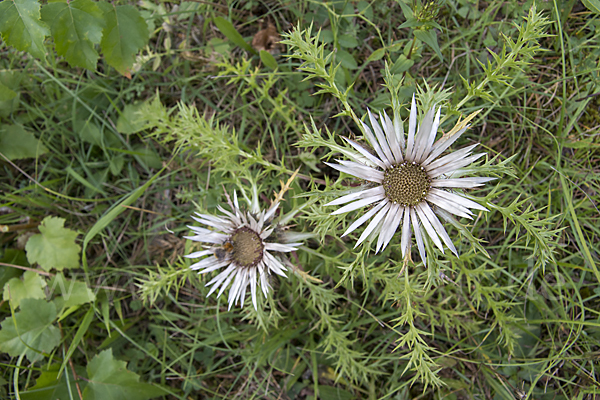 Silberdistel (Carlina acaulis)