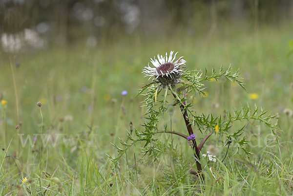 Silberdistel (Carlina acaulis)