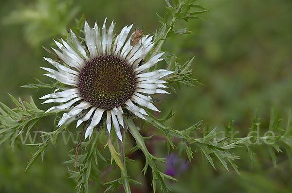 Silberdistel (Carlina acaulis)