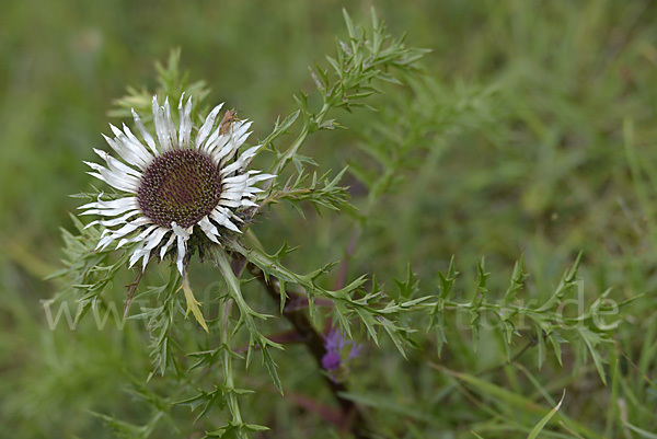 Silberdistel (Carlina acaulis)