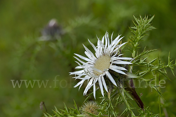 Silberdistel (Carlina acaulis)