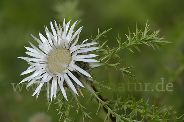 Silberdistel (Carlina acaulis)