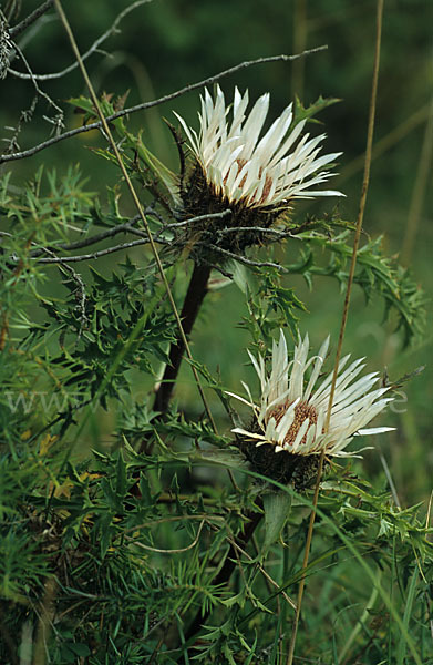 Silberdistel (Carlina acaulis)