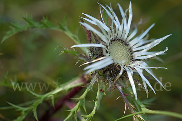 Silberdistel (Carlina acaulis)