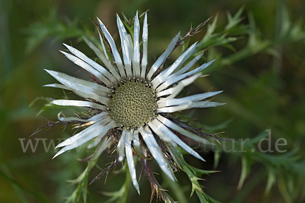Silberdistel (Carlina acaulis)