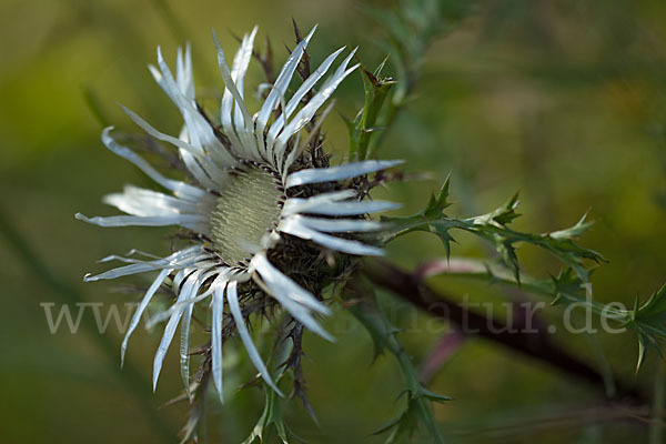 Silberdistel (Carlina acaulis)