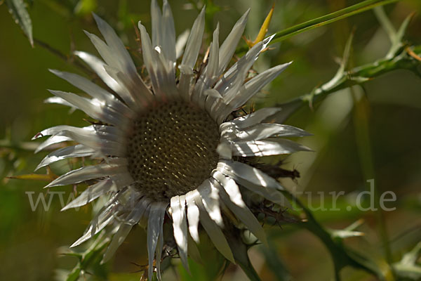 Silberdistel (Carlina acaulis)