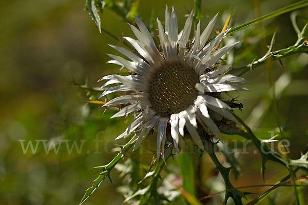 Silberdistel (Carlina acaulis)