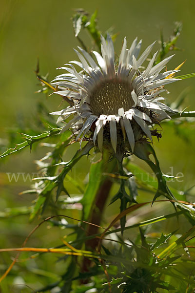 Silberdistel (Carlina acaulis)