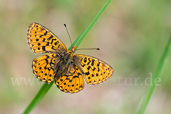 Silberfleck-Perlmuttfalter (Boloria euphrosyne)