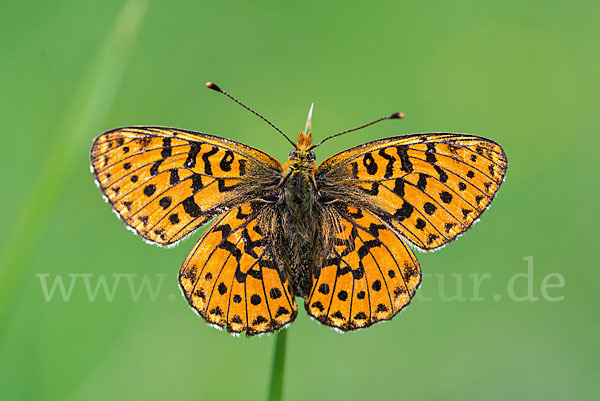 Silberfleck-Perlmuttfalter (Boloria euphrosyne)