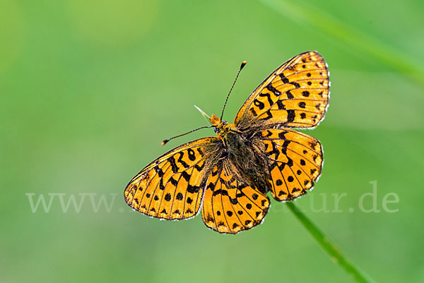 Silberfleck-Perlmuttfalter (Boloria euphrosyne)