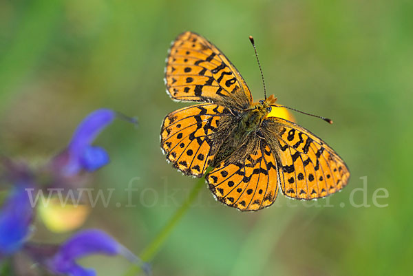 Silberfleck-Perlmuttfalter (Boloria euphrosyne)