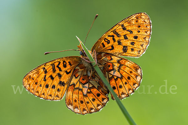 Silberfleck-Perlmuttfalter (Boloria euphrosyne)