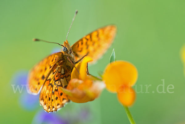 Silberfleck-Perlmuttfalter (Boloria euphrosyne)